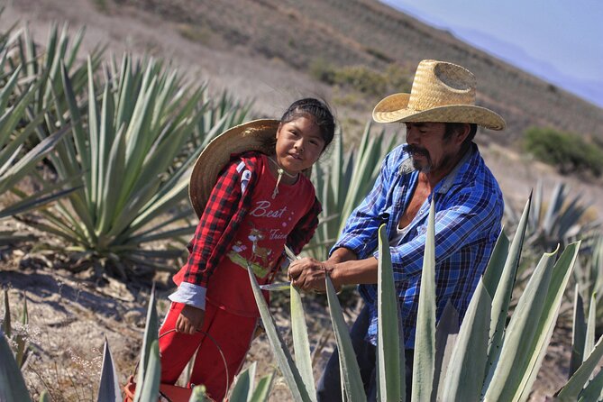 Artisanal Mezcal distillery in an authentic Zapotec village - César’s personal network is the real feature