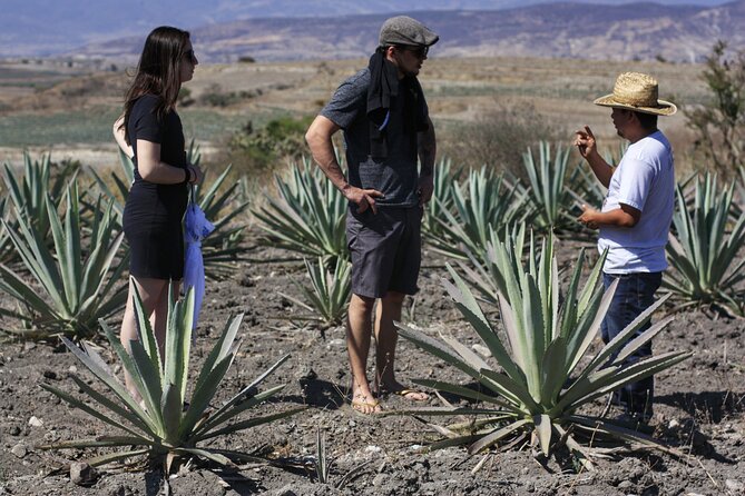Artisanal Mezcal distillery in an authentic Zapotec village - The 8:30 am start in Oaxaca City