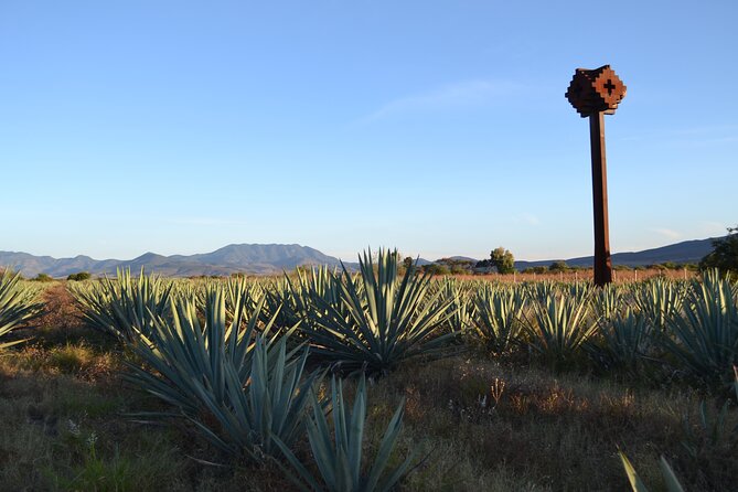 Baja’s Hidden Feast: From Smoky Mezcal to Seefood Cuisine - The food: tostadas, octopus, and smoked chili