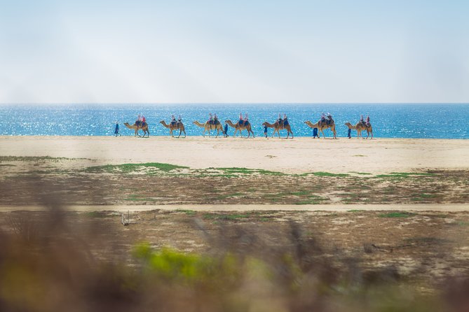 Cabo Beach Camel Ride, Mexican Buffet and Tequila Tasting - Price, group size, and what you really receive