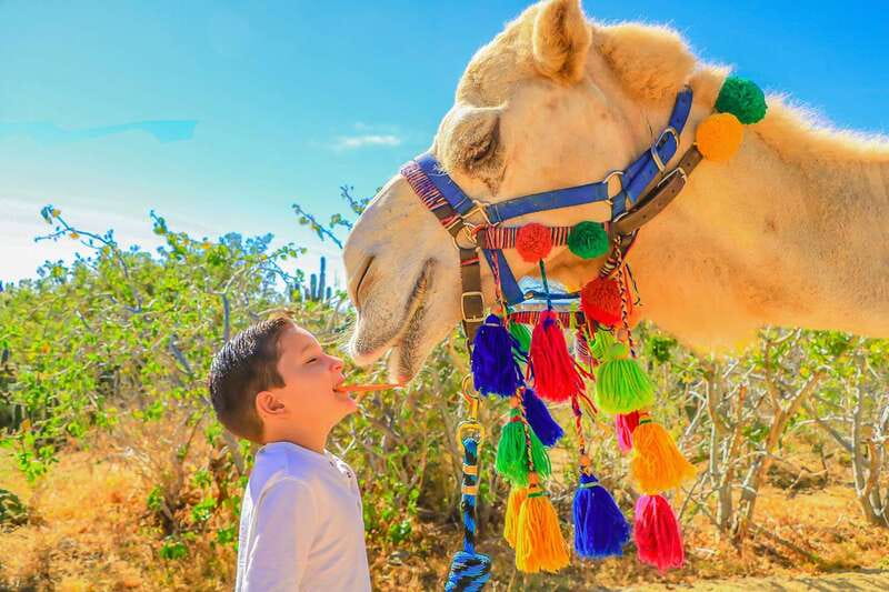 Cabo San Lucas: Camel Safari Tour with Lunch and Tequila - How the price really works