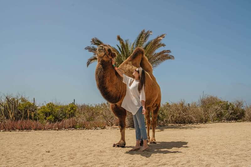 Cabo San Lucas: Camel Safari Tour with Lunch and Tequila - Who should book this Cabo experience?