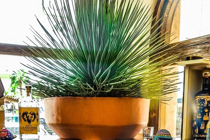 Cabo San Lucas Tequila Tasting Experience - Food pairings, from shrimp to grasshoppers
