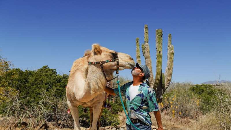 Cabo: Todo Santos Tour with Camel Ranch, Tequila and Lunch - A Mexican buffet by the ocean