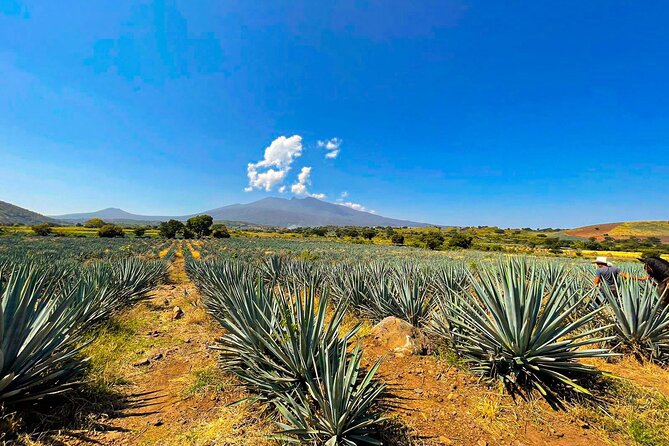 Cantaritos and Tequila Factory Tour - Agave fields and the road to tequila country