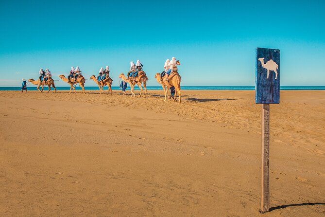 Combo Single Offroad 4x4 UTV, Camel Ride, Lunch & Tequila Tasting - Meeting the camels at the beach