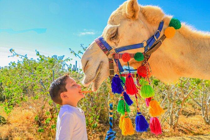 Combo Single Offroad 4x4 UTV, Camel Ride, Lunch & Tequila Tasting - Who will enjoy this Cabo outing most?