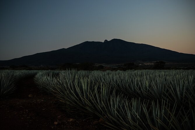 Direct Airport Transfer to Tequila Jalisco - A private van instead of a taxi queue