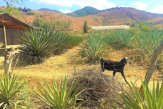 Exclusive Private Tour: Hierve el Agua with Hike, Mezcal & Gastronomy - What the $204.11 Price Really Covers