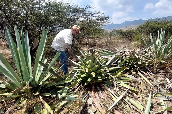 Experience the Mezcal Tour in Oaxaca - Key points at a glance