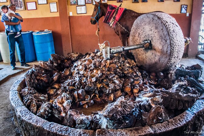 Experience the Mezcal Tour in Oaxaca - What you learn about agave and production