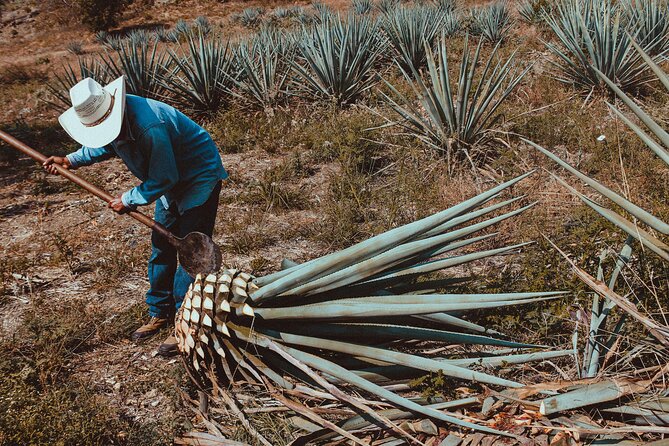 Experience the Mezcal Tour in Oaxaca - Price, timing, and overall value