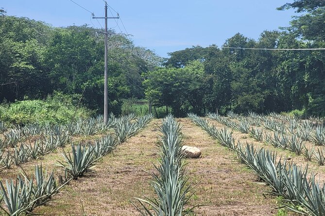 Finca 18 Puerto Vallarta Tequila Tour + Chocolate Pairing - Getting to Finca 18 from Puerto Vallarta