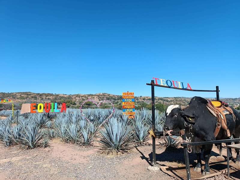 Five-star factory: Meet Orendain tequila. - Thirty minutes through Tequila by barrel-shaped bus