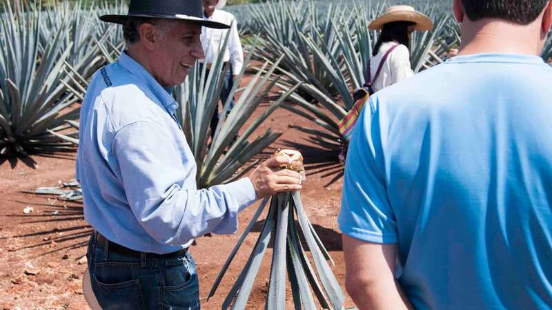 From Guadalajara: Pyramids & Jose Cuervo Tequila Tour - Why Guachimontones Deserves the Long Drive