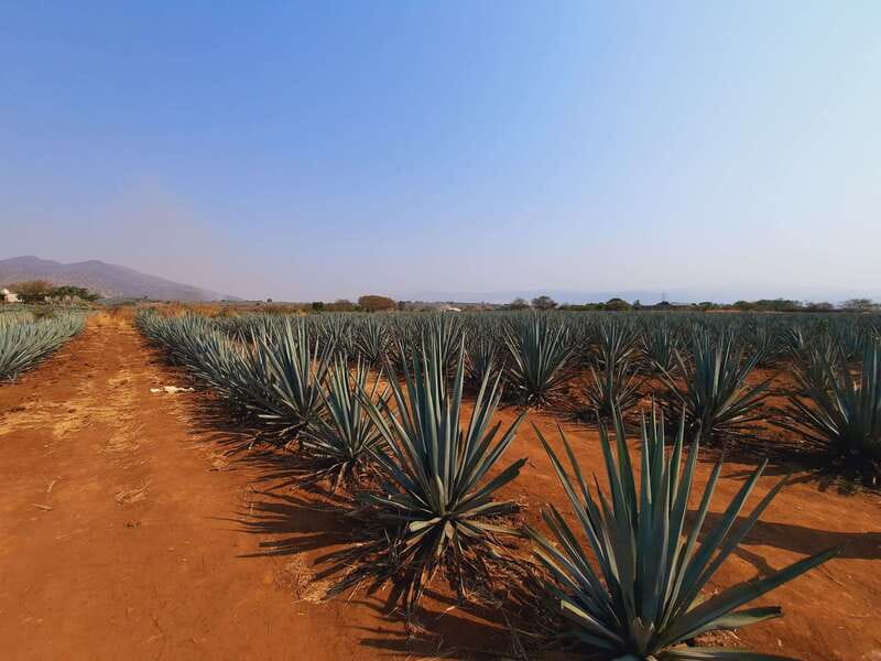 From Guadalajara: Pyramids & Jose Cuervo Tequila Tour - Guide Quality Matters on This Tour