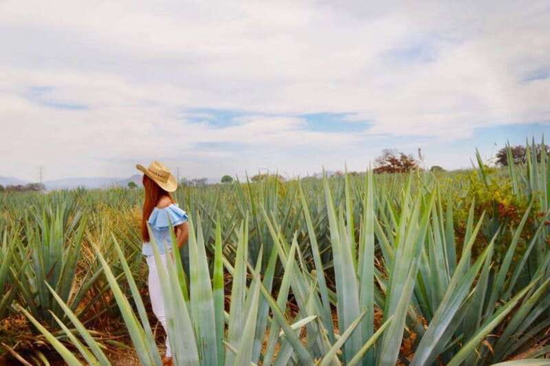From Guadalajara: Tequila Town and Cantarito Making Tour - Agave fields and the first cantarito