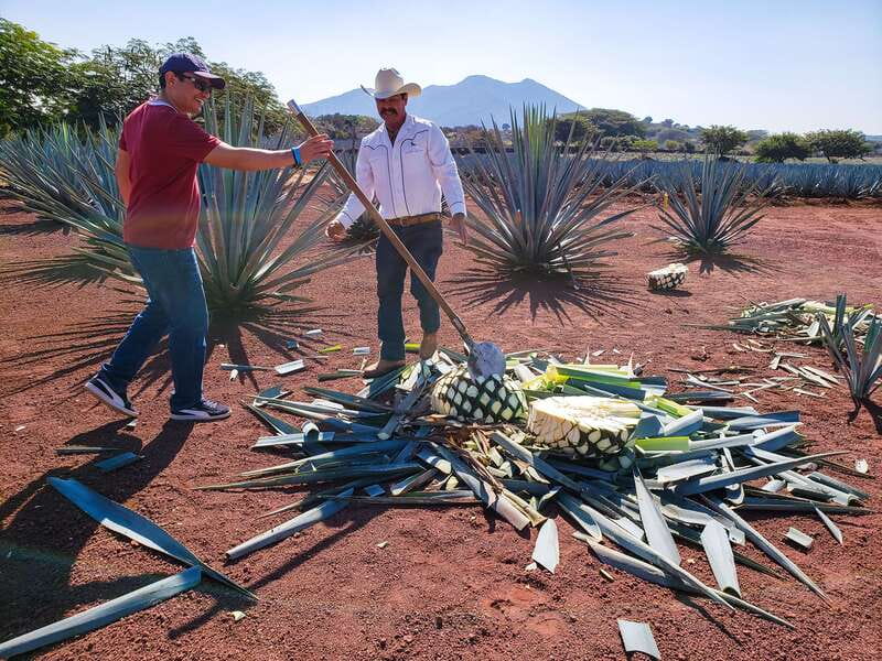 From Guadalajara: Town of Tequila & Jose Cuervo Factory Tour - Why this Guadalajara to Tequila day trip works