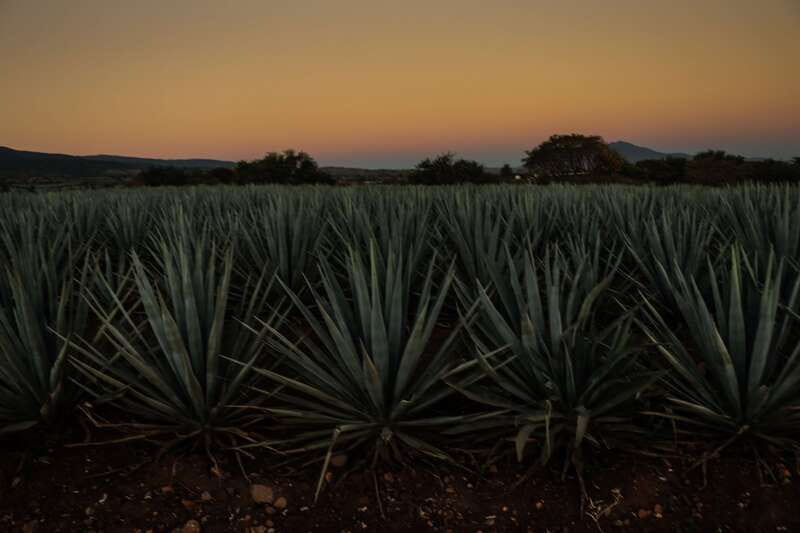 From Guadalajara: Town of Tequila & Jose Cuervo Factory Tour - Inside José Cuervo’s La Rojeña factory