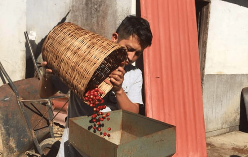 From Huatulco: Coffee and Mezcal Tour - Walking among the coffee bushes
