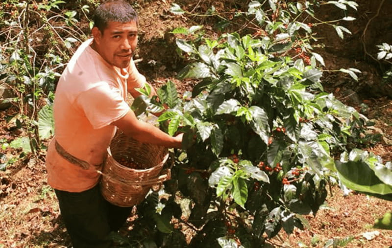 From Huatulco: Coffee and Mezcal Tour - Practical advice for a better day