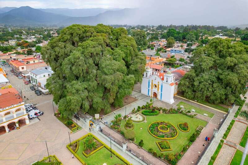 From Oaxaca: City, Mitla, and Mezcal Factory Tour - El Tule: a huge tree with a short first stop