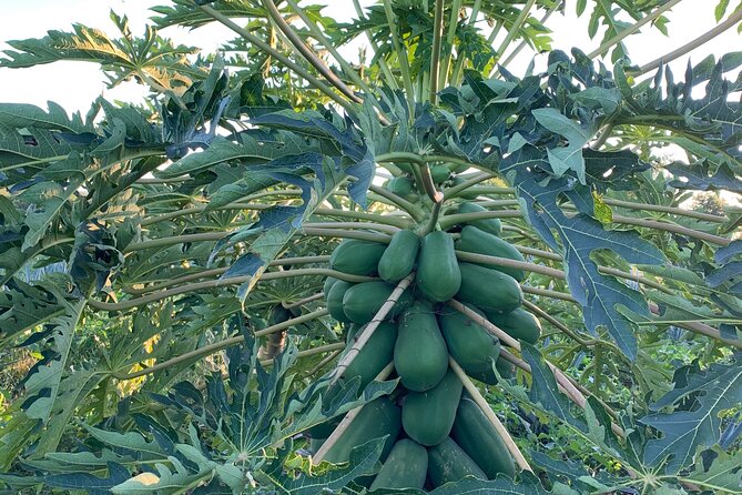 Fruit Garden and Mezcal Tasting Tour with Lunch Included - What to expect from the mezcal demonstration