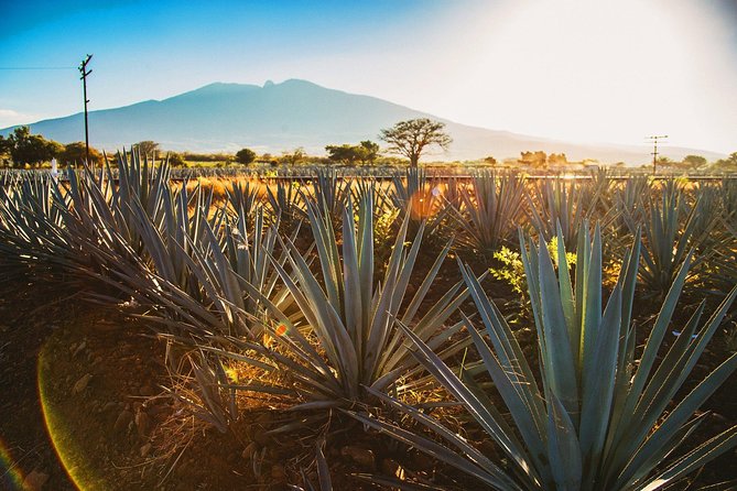 Full-Day Tequila, Jalisco from Puerto Vallarta with Tequila Experience - Agave country and the wider tequila experience
