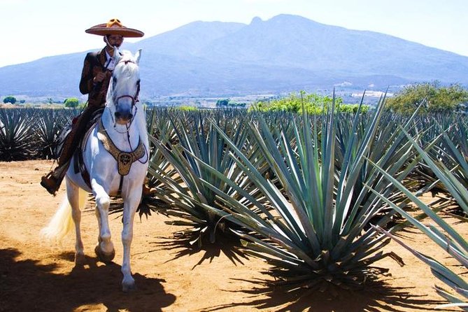 Full-Day Tequila, Jalisco from Puerto Vallarta with Tequila Experience - Is $450 a fair price?