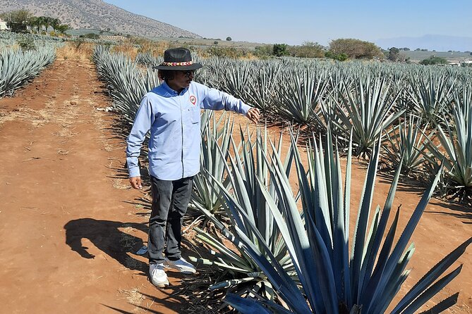 Full-Day Tequila Tour from Guadalajara - Why this Guadalajara day trip works