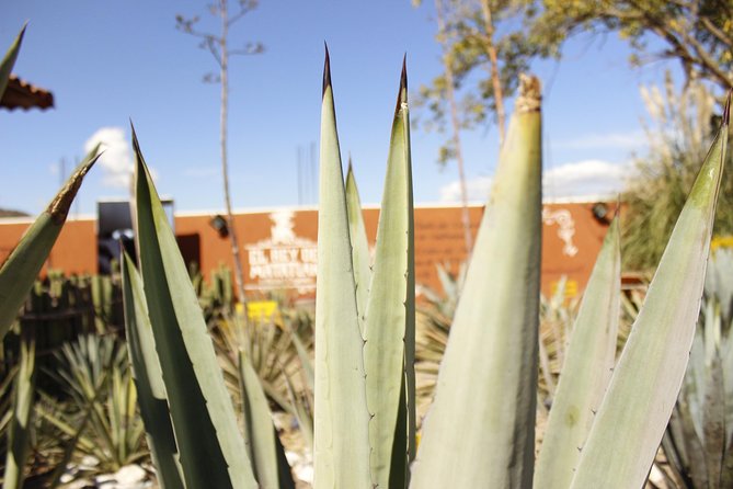 full day tour : Boil the water, Teotitlan, Mezcal, tule and Mitla - Teotitlán del Valle and the craft behind the colors