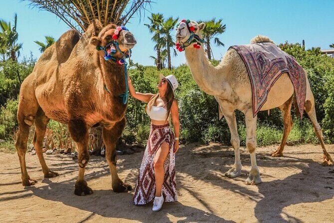 Fun Camel Ride and UTV COMBO with Tequila Tasting! - The camel ride begins with Baja’s quieter side