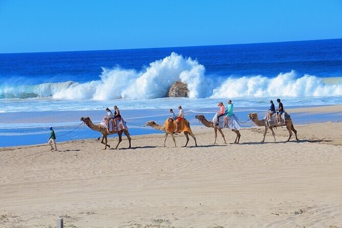 Fun Camel Ride and UTV COMBO with Tequila Tasting! - Transportation can add hours to the outing