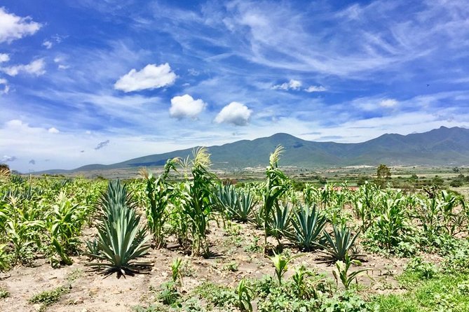 Gastronomy Experience, Culture Mezcal,Tasting & Textiles. Private Tour. - Mezcal Don Agave and the work behind each sip