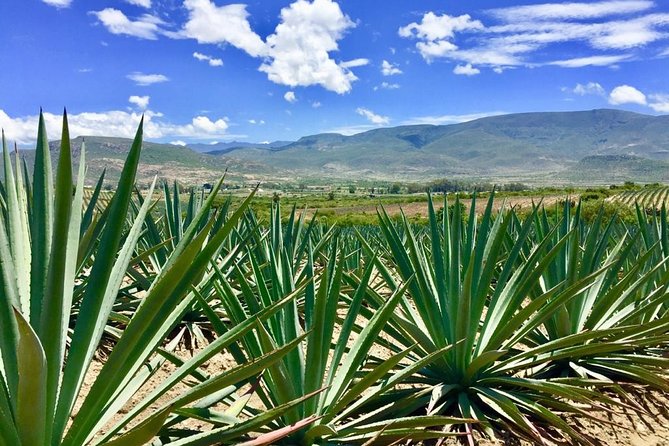 Gastronomy Experience, Culture Mezcal,Tasting & Textiles. Private Tour. - San Jerónimo Tlacochahuaya and layered religious art