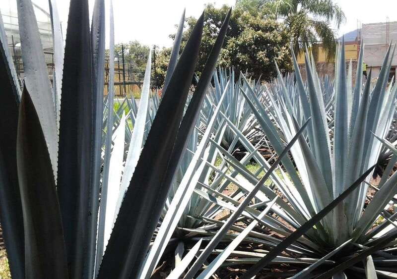 Guadalajara: Horse Riding on the Tequila Route with Tastings - Key points at a glance