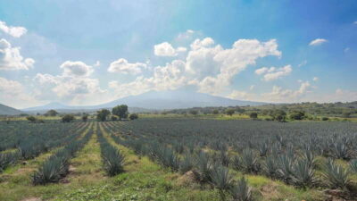 Premium Tequila Tour with Tastings and Pairings