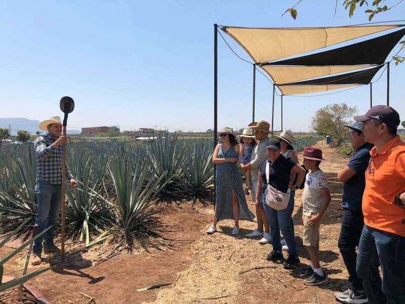 Guadalajara: Premium Tequila Tour with Tastings and Pairings - El Pedregal and the giant swings