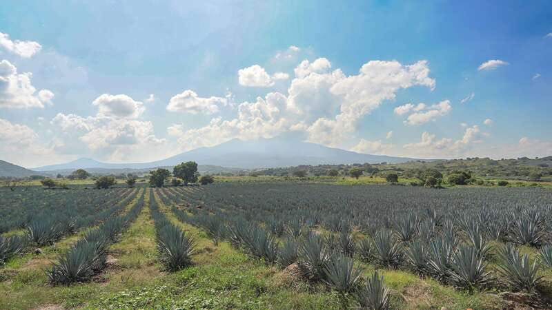Guadalajara: Premium Tequila Tour with Tastings and Pairings - Meeting in Guadalajara and riding west