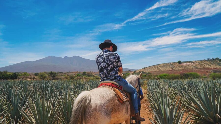 Guadalajara: Tequila Day Trip with Jose Cuervo Option - Key points to know before booking