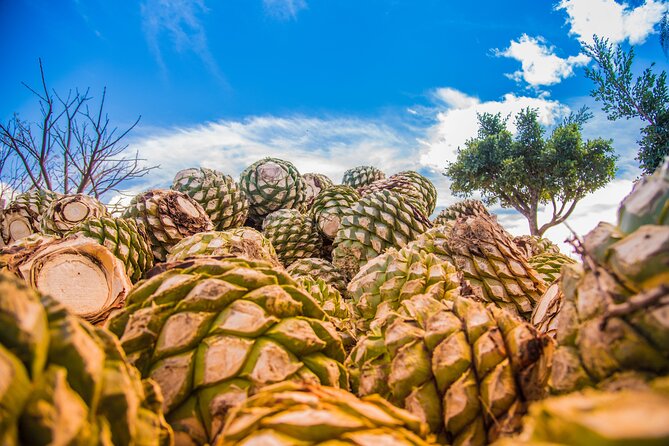 Hierve el Agua, Mitla, Tule, Teotilán and Mezcal factory - Van comfort and group size affect the value