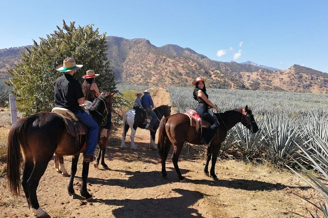 Horseback Riding Tour in The Agave Field with Lunch - Seeing tequila made at Cofradía