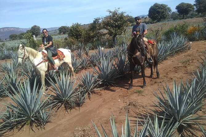 Horseback Riding Tour in The Agave Field with Lunch - Small group, guide quality, and the human side