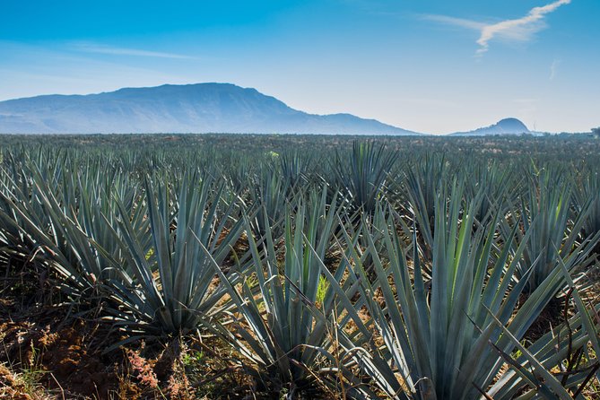 José Cuervo Tequila Day Experience from Guadalajara - Tastings, alcohol, and pacing