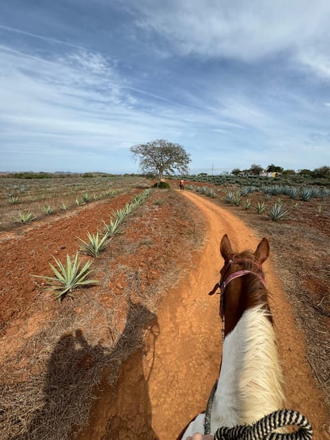 Jungle and beach horseback ride + lunch + mezcal - A Short Shopping Stop at the Ranch