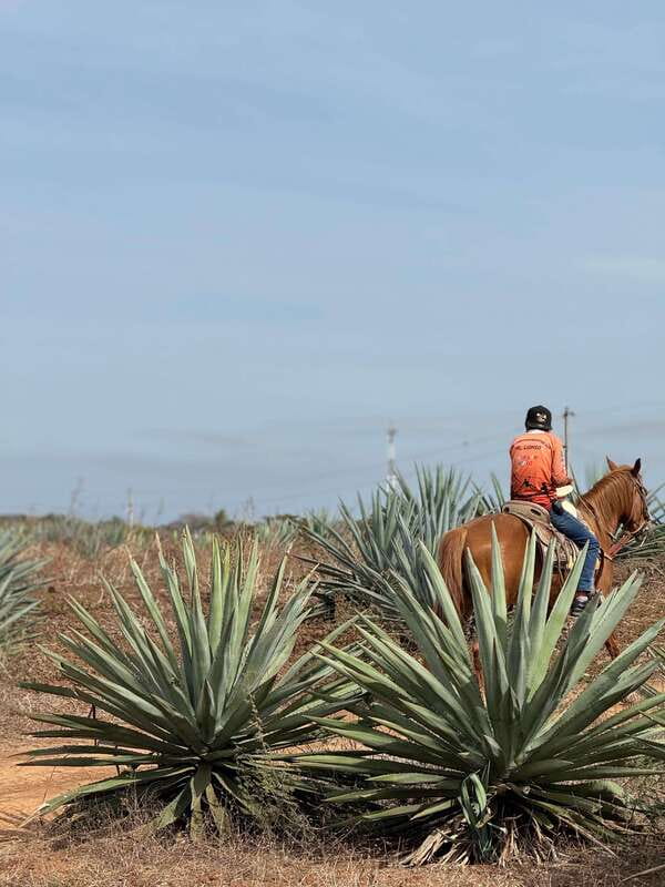 Jungle and beach horseback ride + lunch + mezcal - What the $105 Price Includes