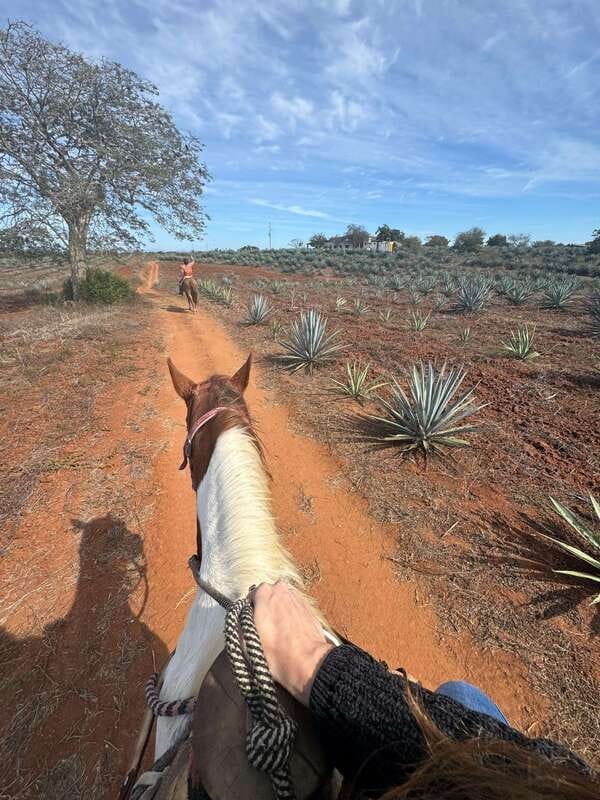 Jungle and beach horseback ride + lunch + mezcal - Who Should Book This Experience?