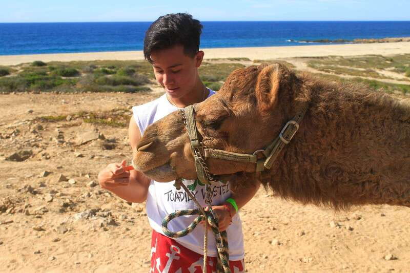 Los Cabos: Camel Ride Safari with Lunch and Tequila Tasting - Key points to know before booking