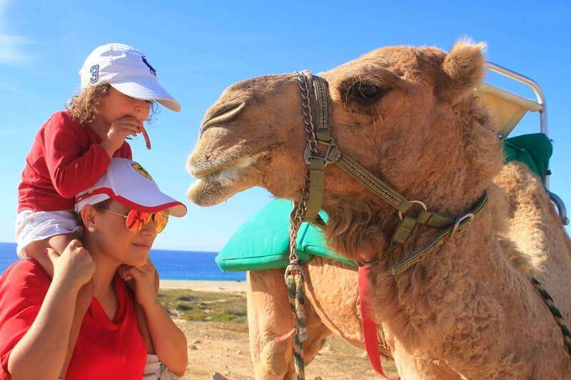 Los Cabos: Camel Ride Safari with Lunch and Tequila Tasting - A strange but appealing Baja combination