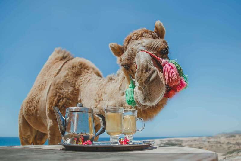 Los Cabos: Camel Ride Safari with Lunch and Tequila Tasting - Meeting the camels beside the Pacific